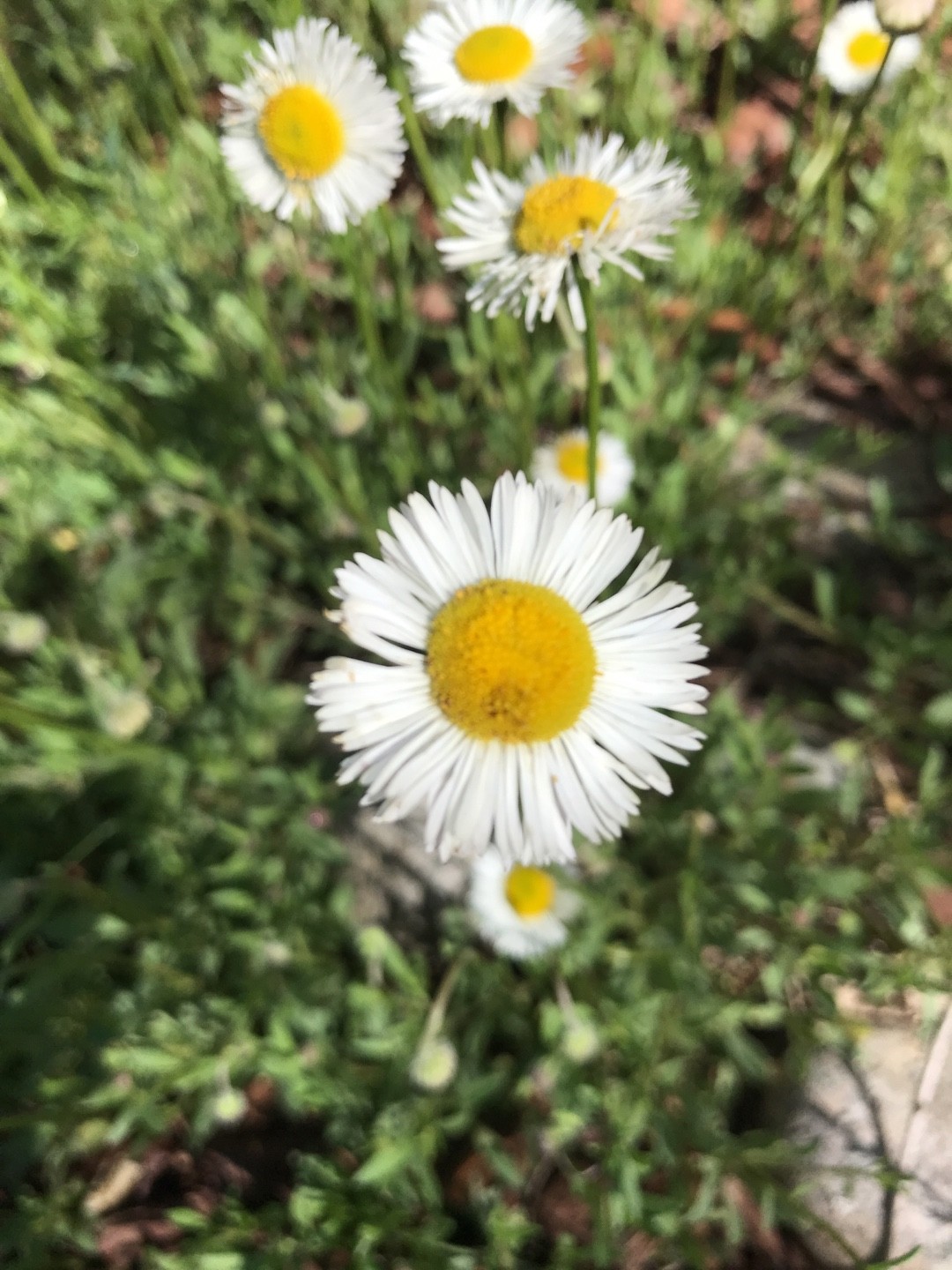 Erigeron coulteri - PictureThis