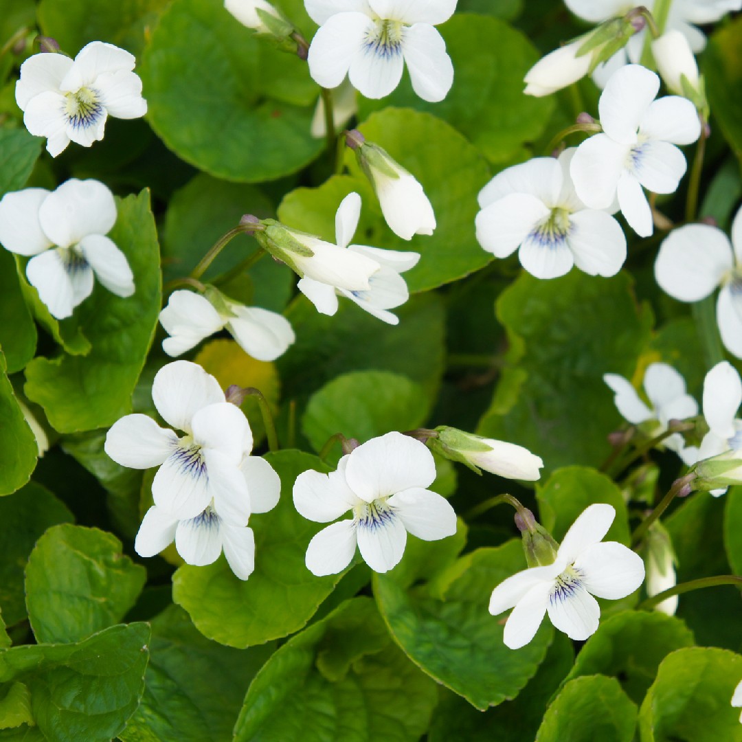 Viola Canadensis 花言葉 学名 よくある質問 Picturethis