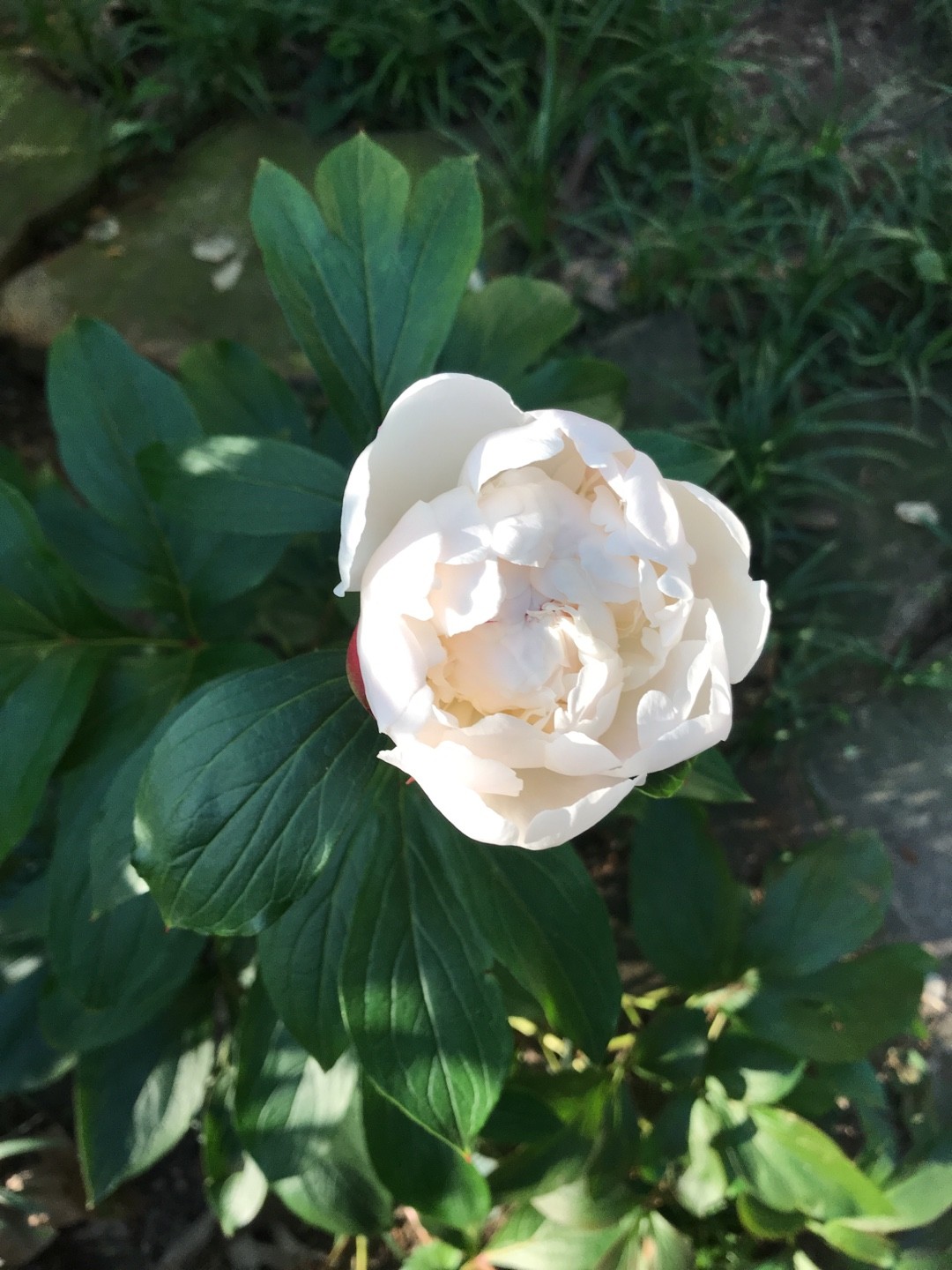 ベニバナヤマシャクヤク 紅花山芍薬 Paeonia Obovata Picturethis