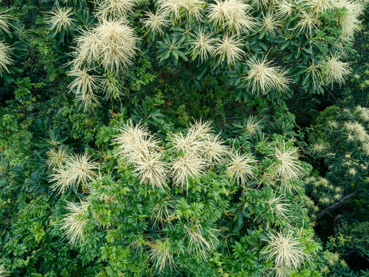 Castanopsis PictureThis