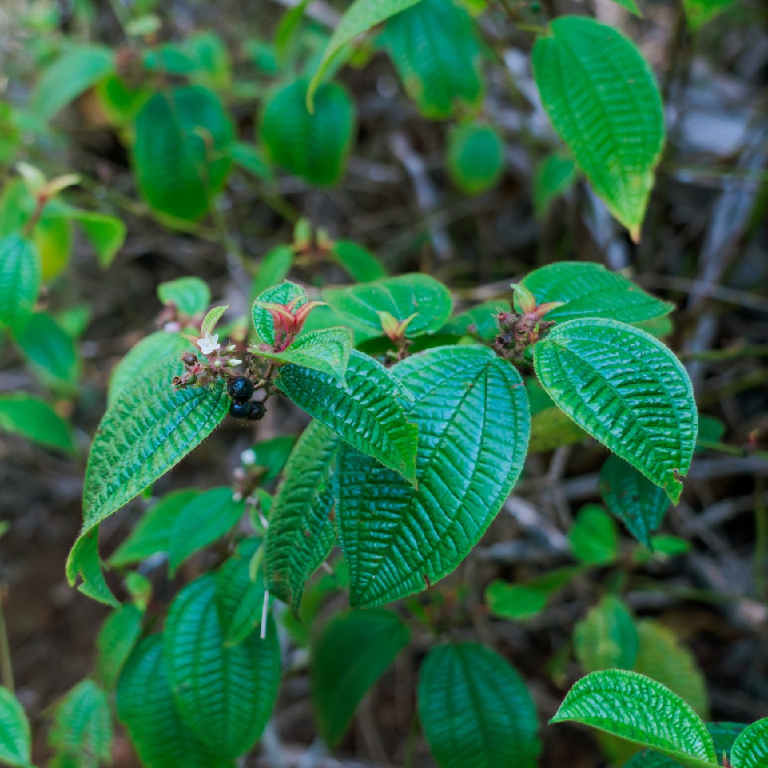 毛野牡丹藤 Clidemia Hirta 照顧 種植 繁殖 開花時間 Picturethis