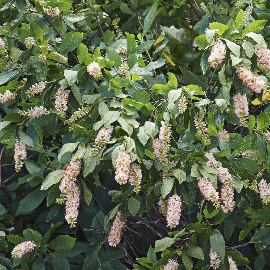 Clethra 照顧,繁殖,開花時間 PictureThis