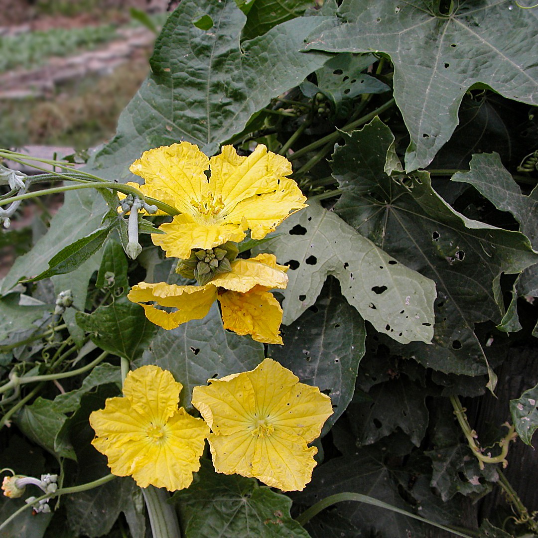 ヘチマ属 Luffa 花言葉 学名 よくある質問 Picturethis