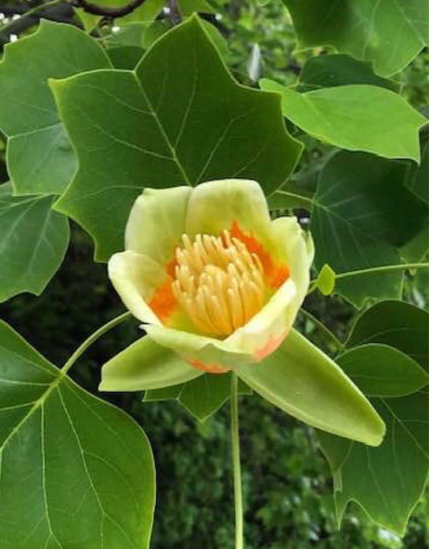 ユリノキ属 Liriodendron 花言葉 学名 よくある質問 Picturethis