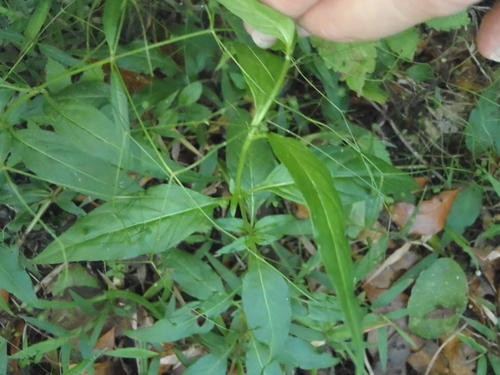 Galopina PictureThis