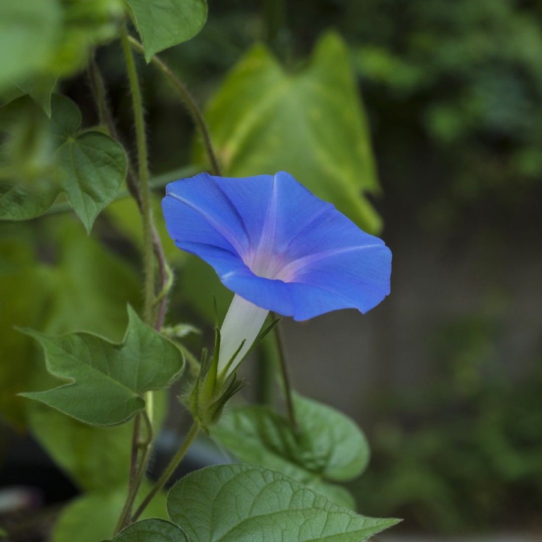 アメリカアサガオ 亜米利加朝顔 Ipomoea Hederacea 花言葉 学名 よくある質問 Picturethis