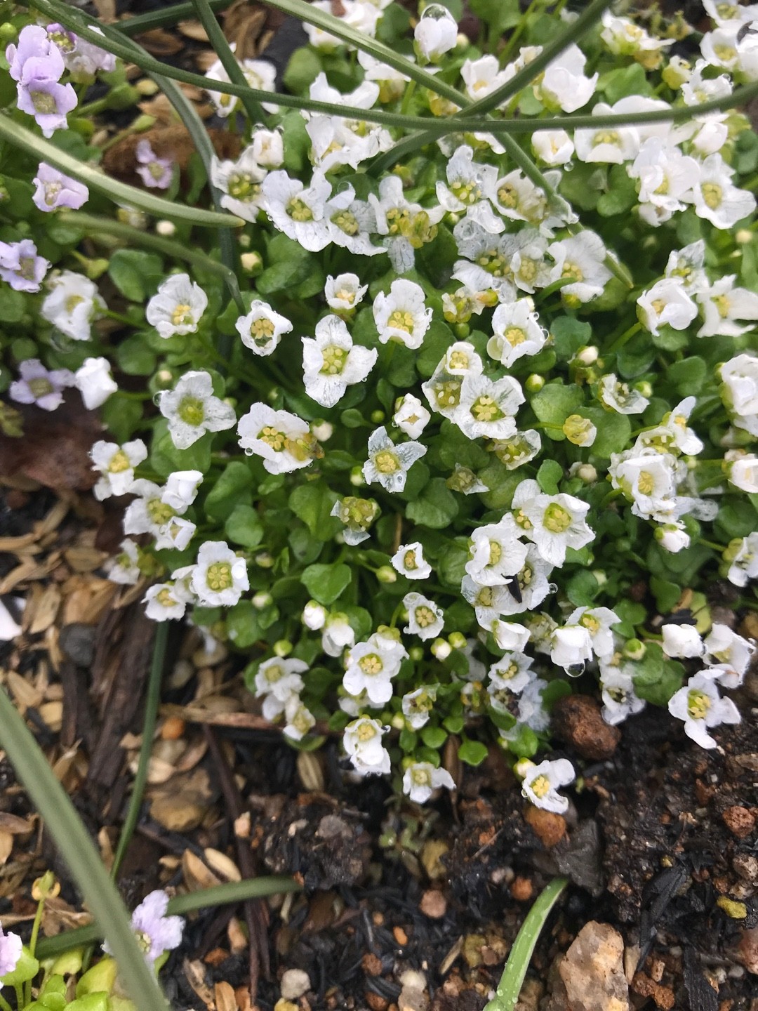 Cochlearia officinalis PictureThis