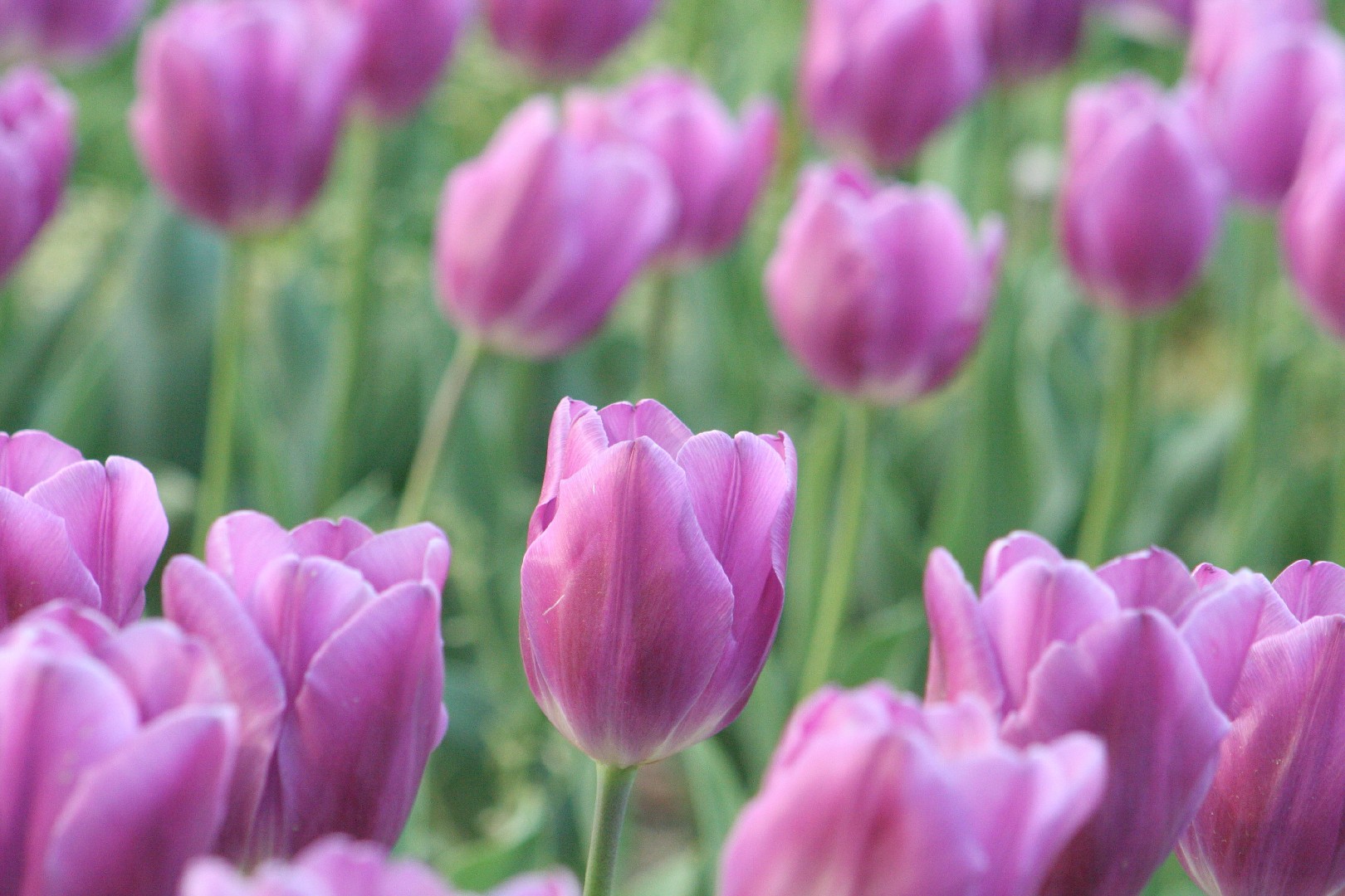 Tulipa 'Purple Flag' PictureThis