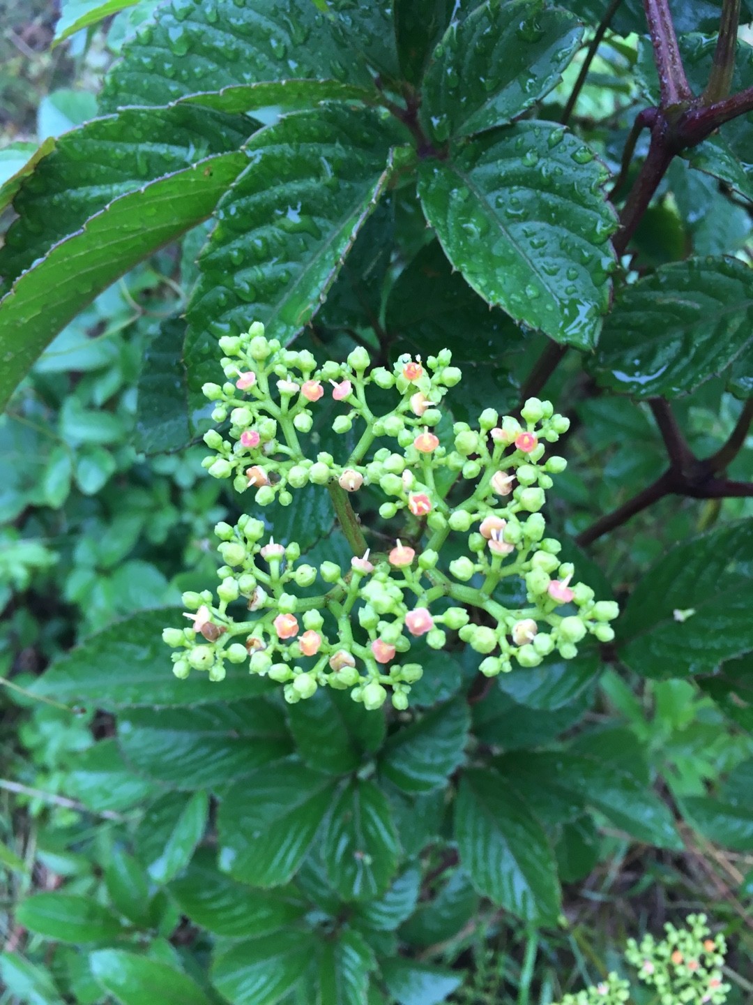 ヤブガラシ Cayratia Japonica 花言葉 毒性 よくある質問 Picturethis