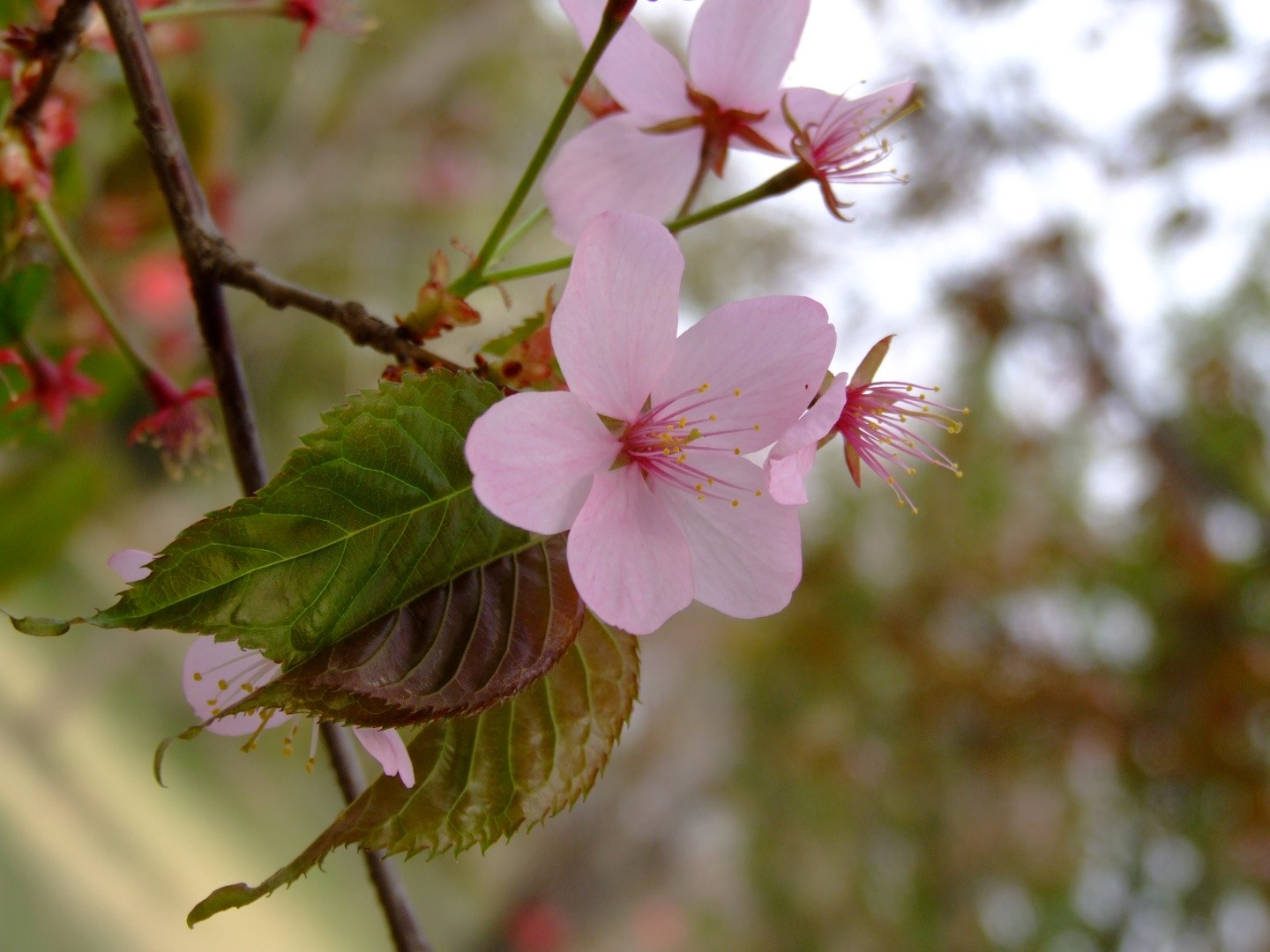 オオヤマザクラ 大山桜 Prunus Sargentii 花言葉 学名 よくある質問 Picturethis オオヤマザクラ 大山桜 Prunus Sargentii 花言葉 学名 よくある質問 Picturethis