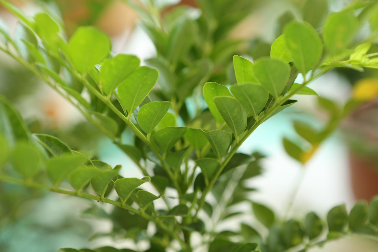 Zanthoxylum Avicennae Zanthoxylum Avicennae Picturethis Zanthoxylum Avicennae Zanthoxylum Avicennae Picturethis