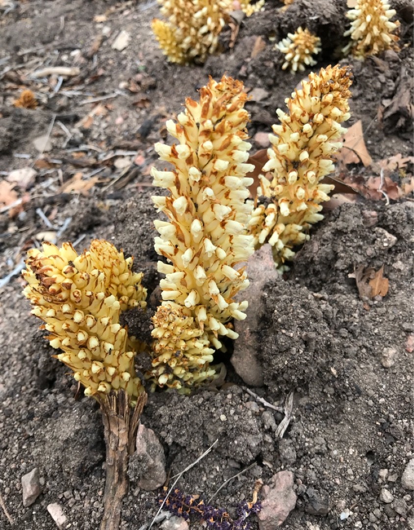 Conopholis alpina PictureThis