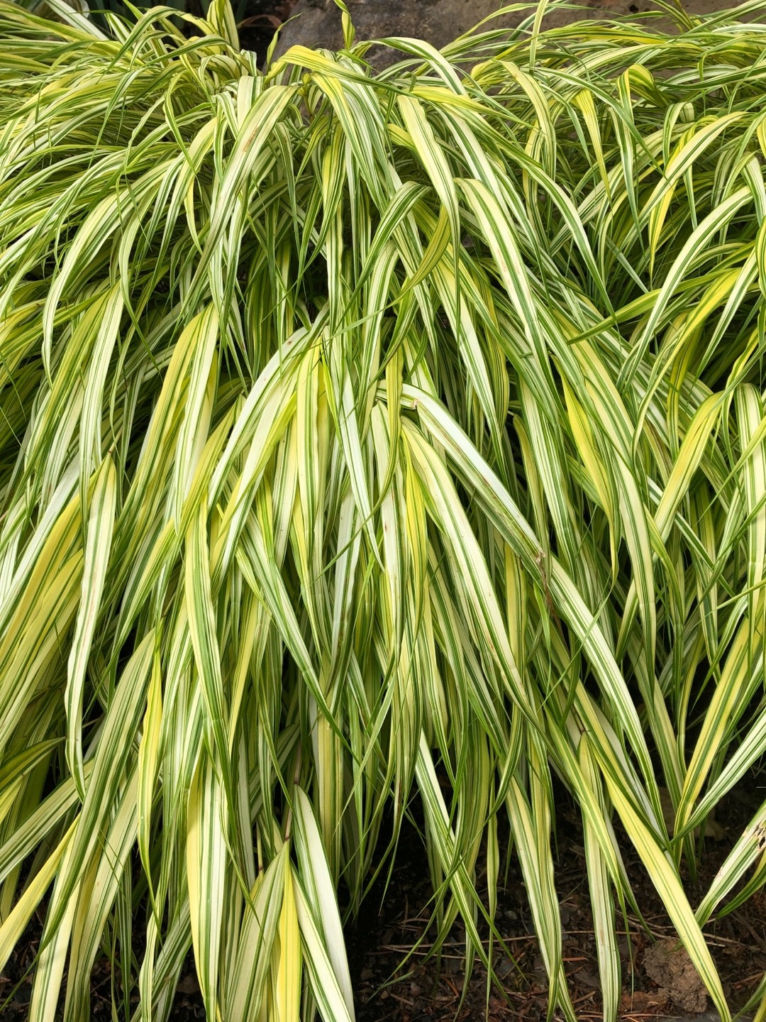 Hakonechloa PictureThis