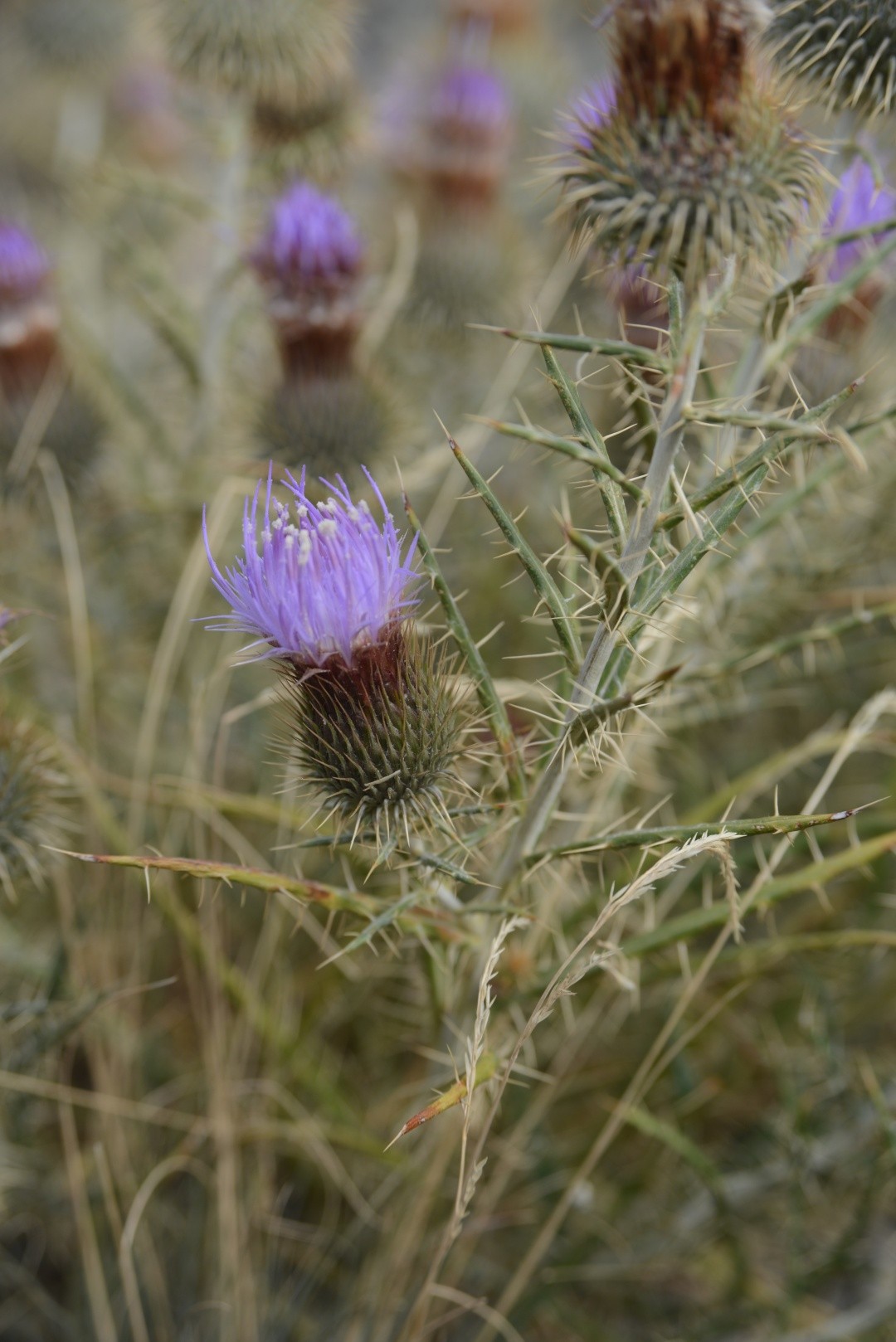 Ancathia PictureThis