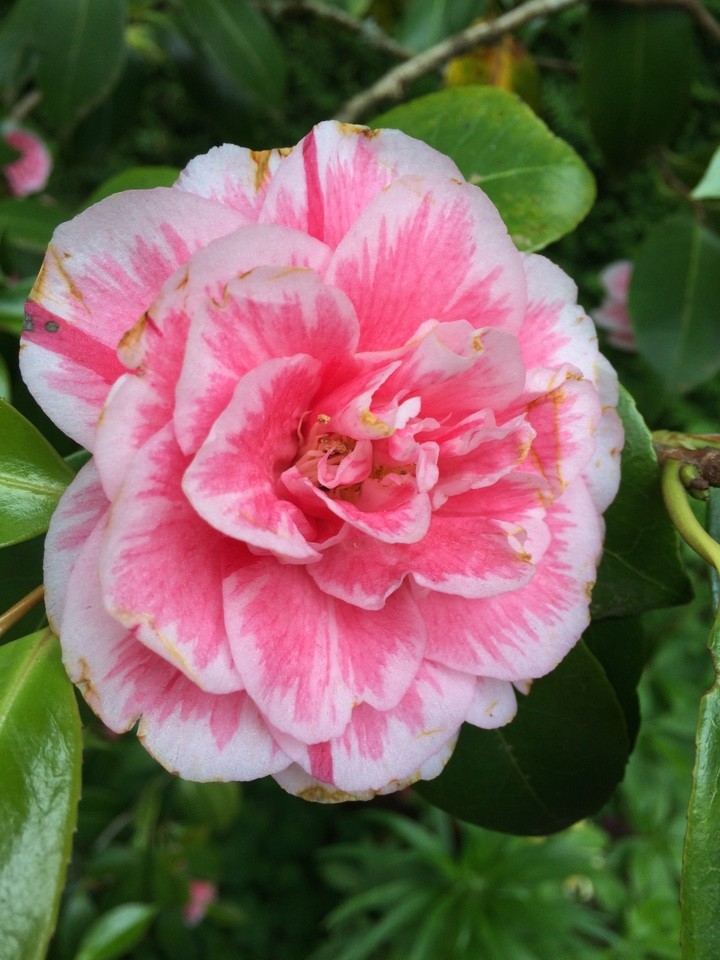 Camellia japonica 'Herme' Flower, Leaf, Uses PictureThis
