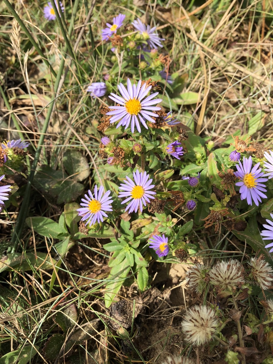 Aster flaccidus PictureThis
