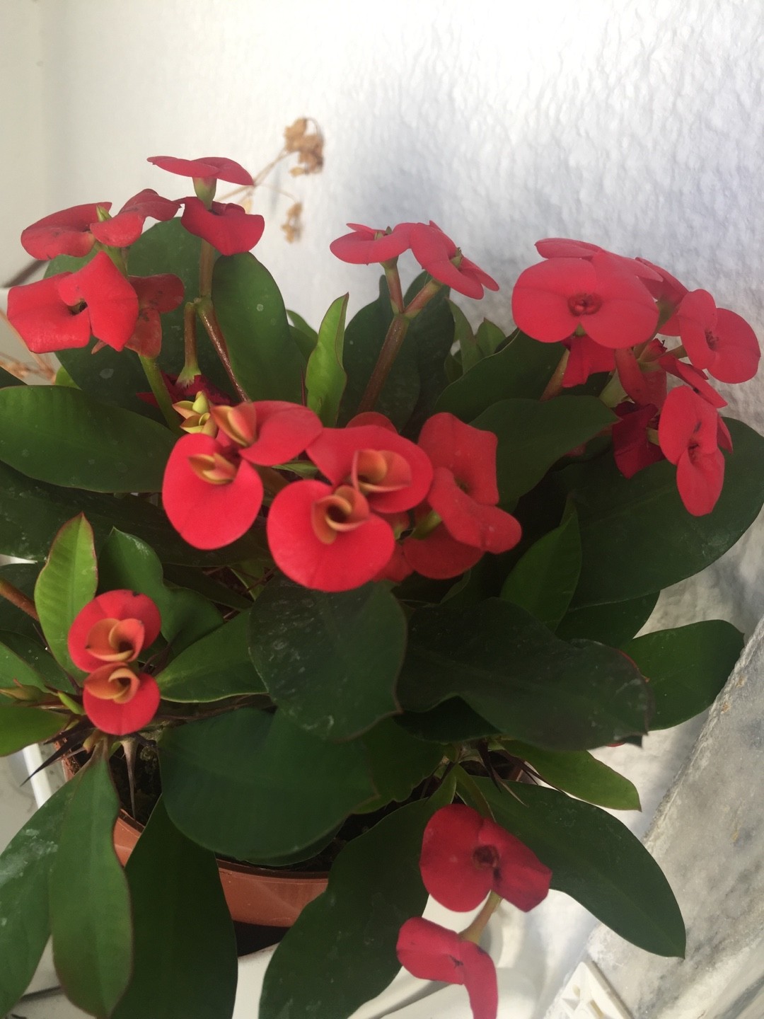 Euphorbia Milii Vulcanus Euphorbia Milii Vulcanus PictureThis