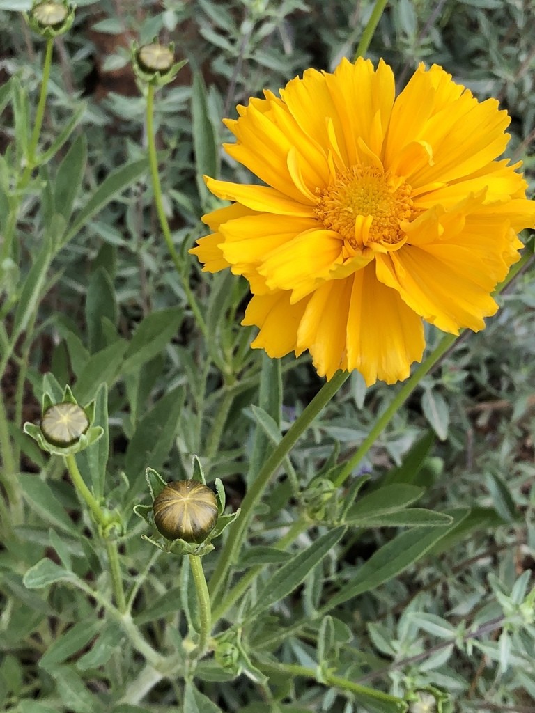 ハルシャギク属 Coreopsis 花言葉 学名 よくある質問 Picturethis