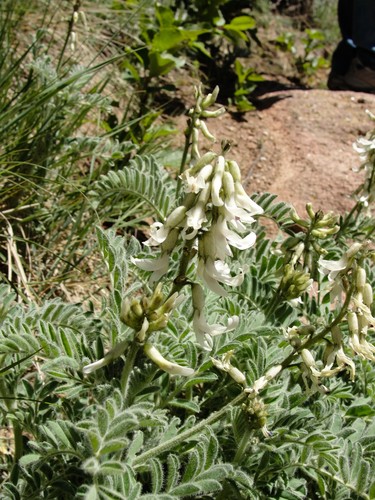 Astragalus drummondii PictureThis