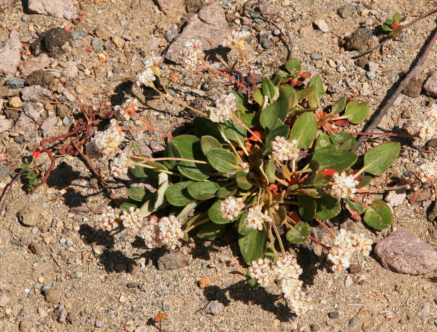 Eriogonum pyrolifolium PictureThis