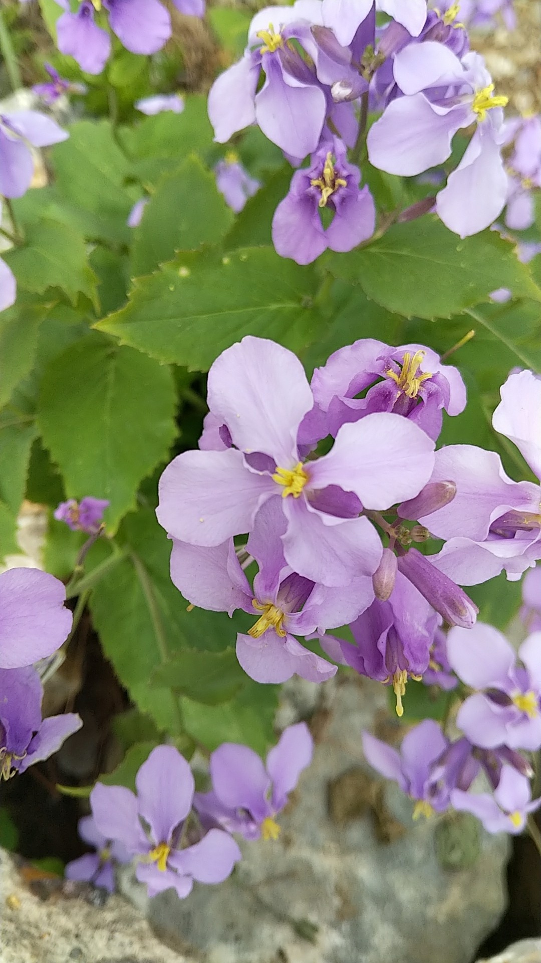 オオアラセイトウ 大紫羅欄花 Orychophragmus Violaceus 花言葉 学名 よくある質問 Picturethis