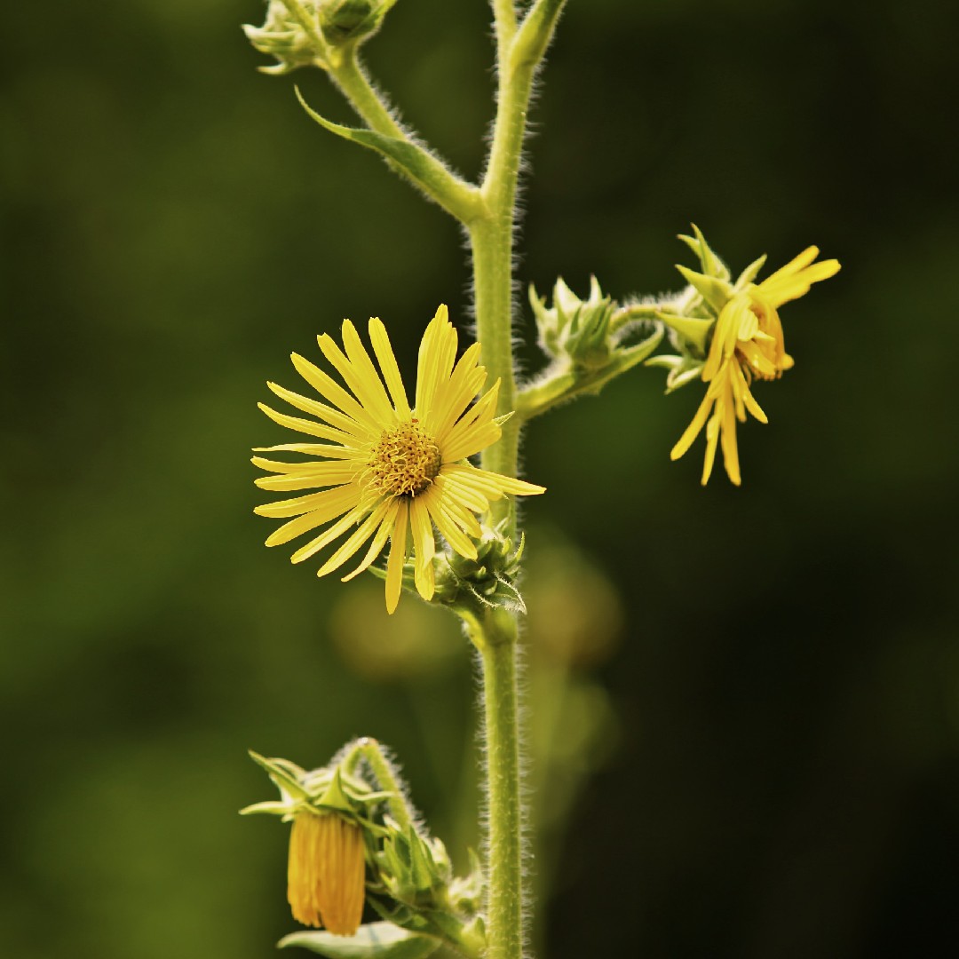 Silphium laciniatum PictureThis