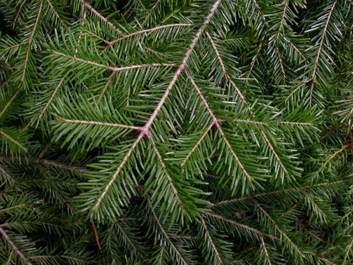 チョウセンモミ Abies Holophylla 花言葉 学名 よくある質問 Picturethis