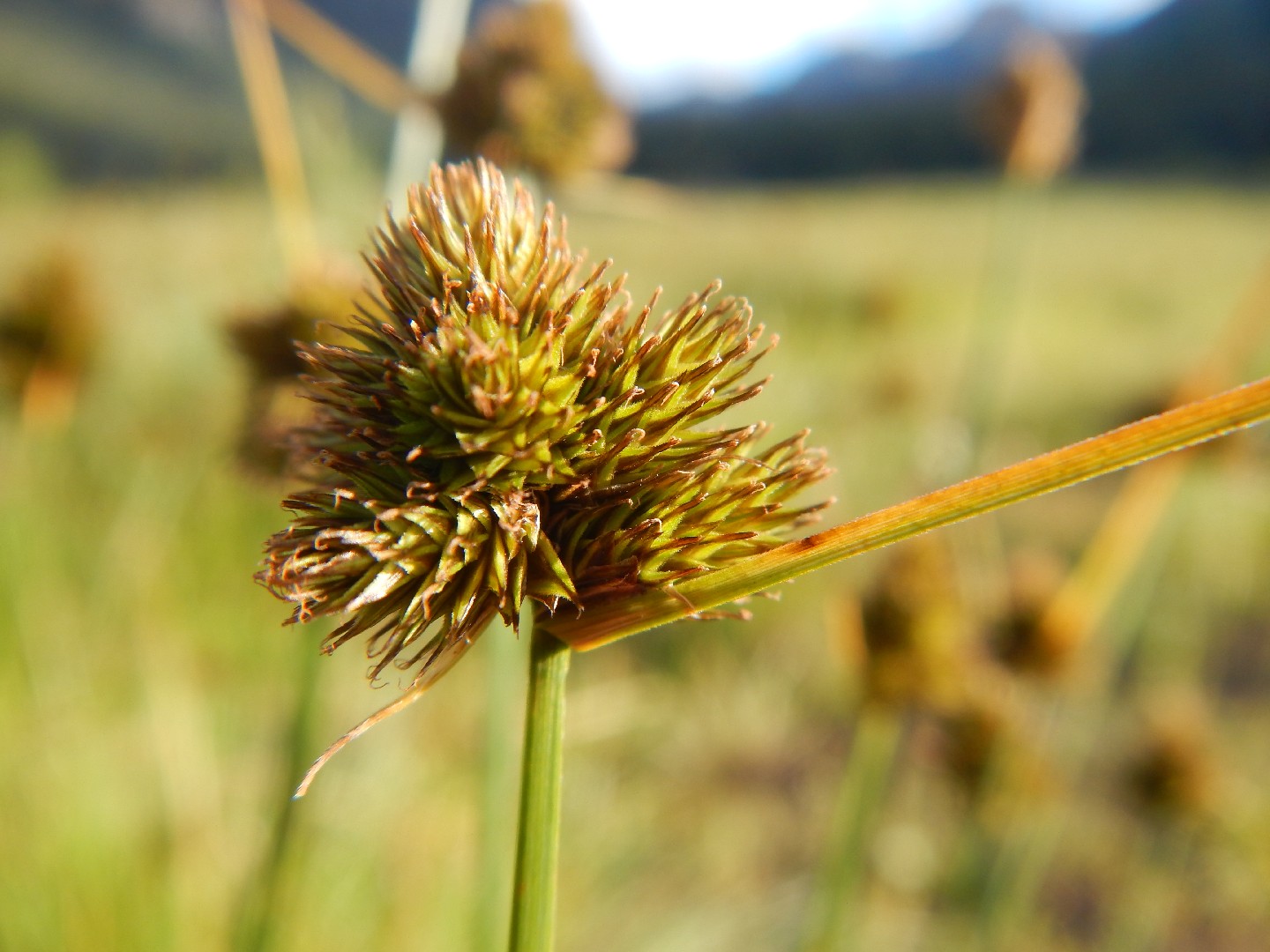 Carex athrostachya PictureThis