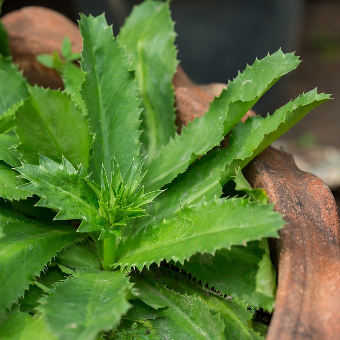 Eryngium foetidum PictureThis