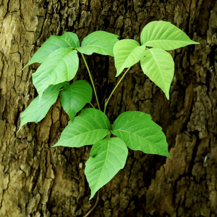 Poison ivy (Toxicodendron radicans)