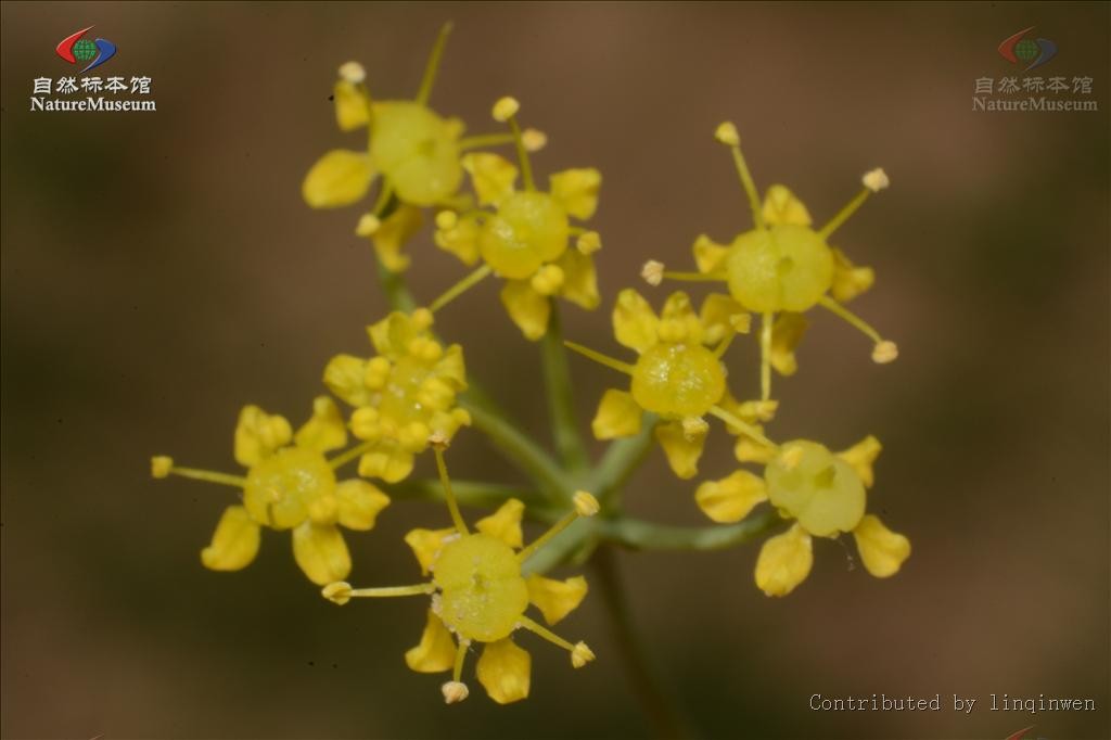オオウイキョウ属 Ferula 花言葉 毒性 よくある質問 Picturethis