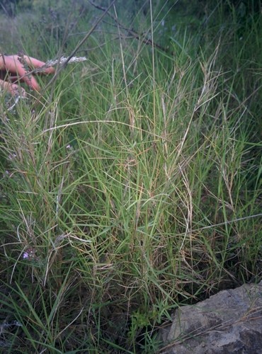 Brachypode rameux (Brachypodium retusum) PictureThis