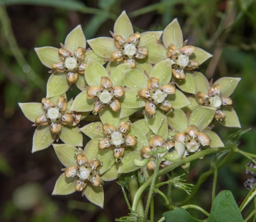 Asclepias elata PictureThis