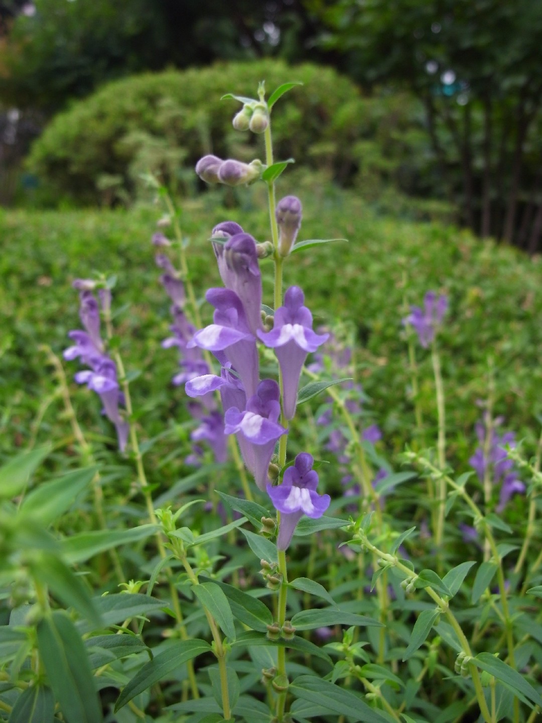 Scutellaire du baïkal (Scutellaria baicalensis) PictureThis — free download