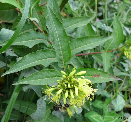 Diervilla Sessilifolia 花言葉 学名 よくある質問 Picturethis