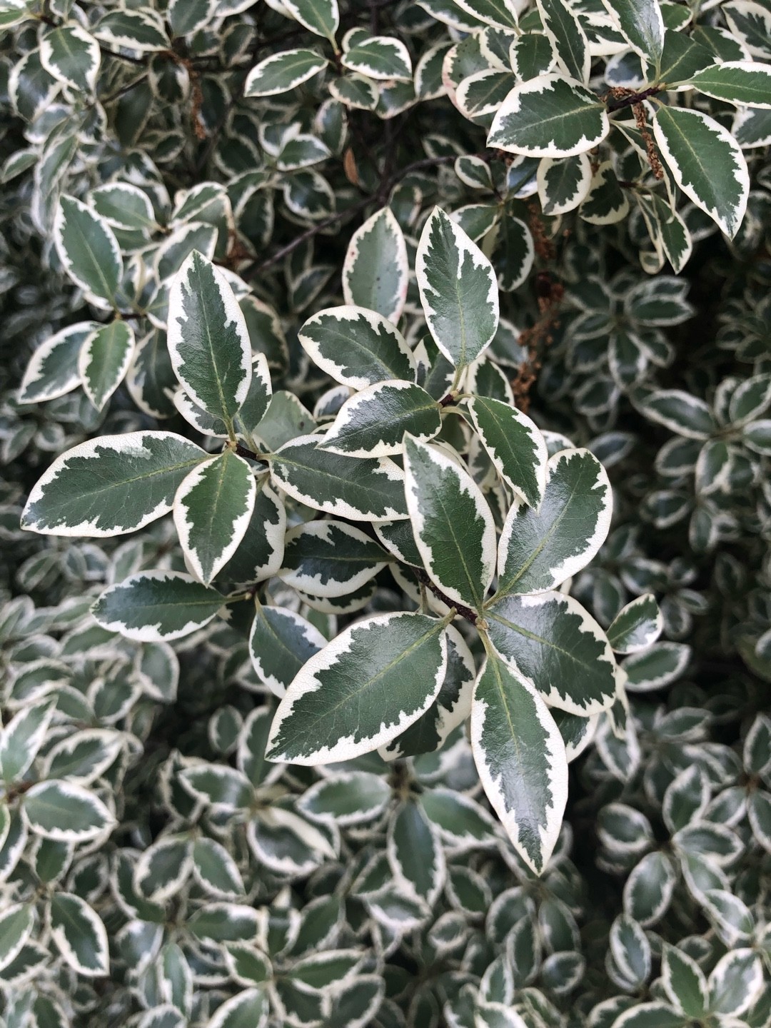 Pittosporum tenuifolium PictureThis