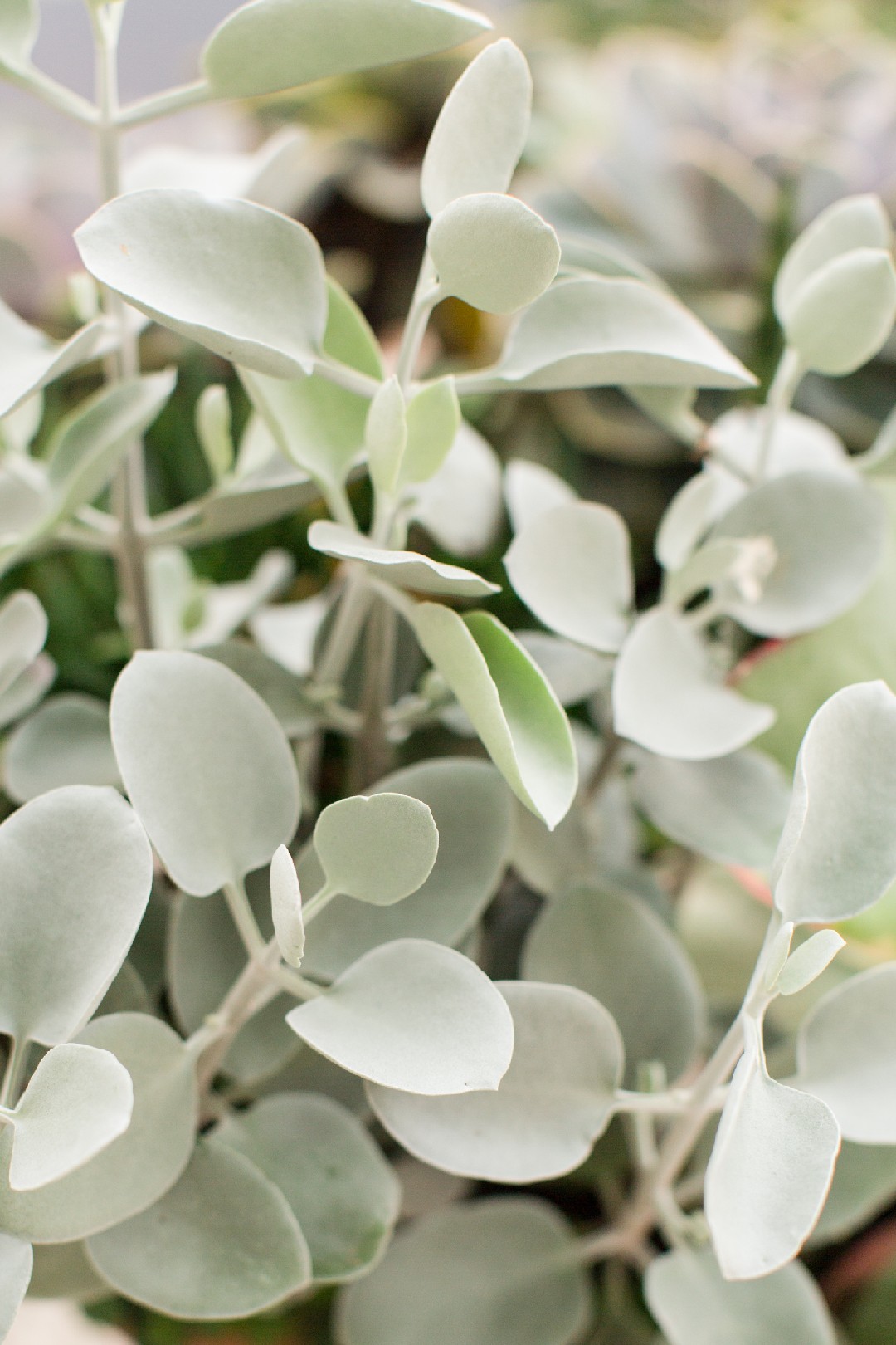 カランコエ属 Kalanchoe 花言葉 学名 よくある質問 Picturethis