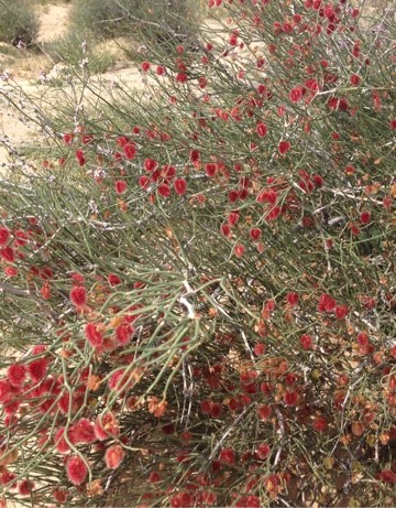 Calligonum mongolicum PictureThis