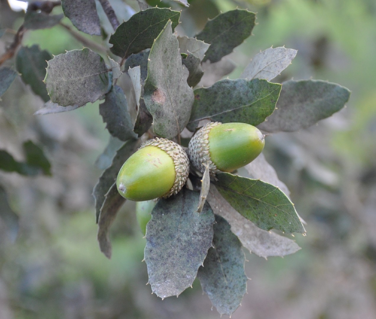 コルクガシ Quercus Suber 花言葉 学名 よくある質問 Picturethis コルクガシ Quercus Suber 花言葉 学名 よくある質問 Picturethis