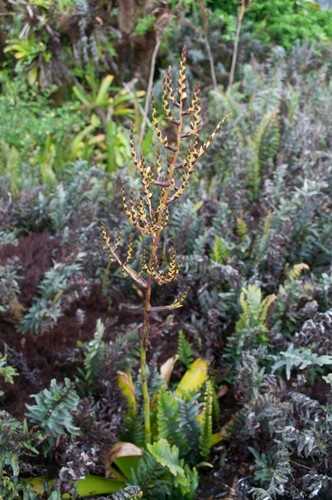 Racinaea PictureThis