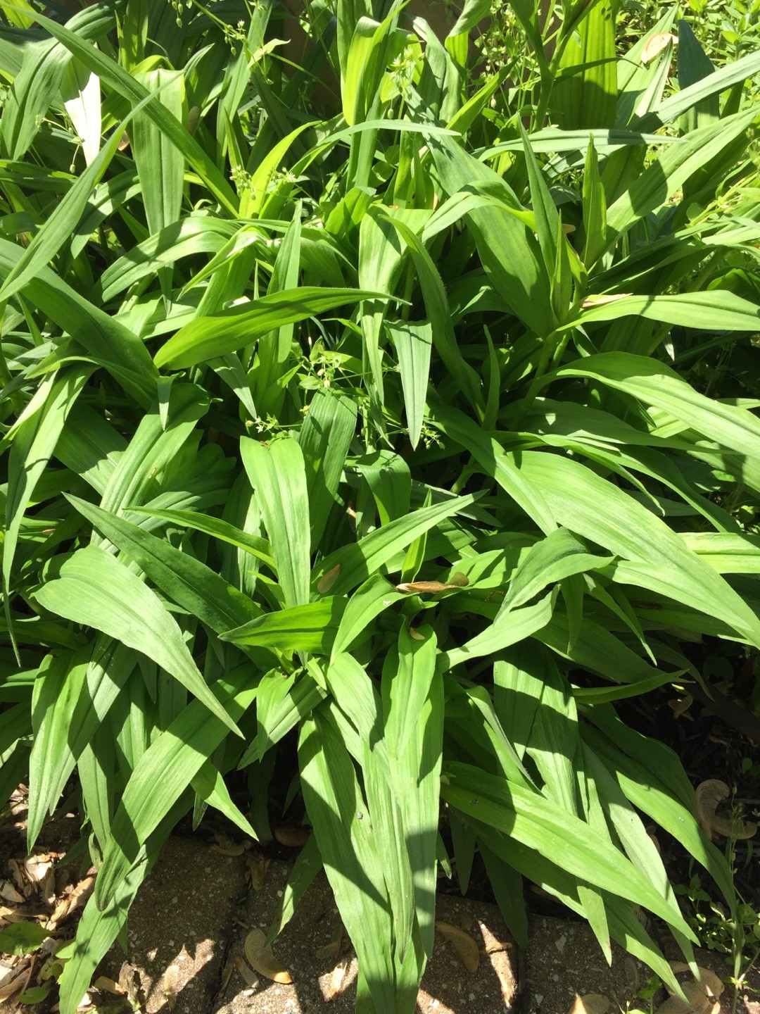 Carex siderosticta PictureThis