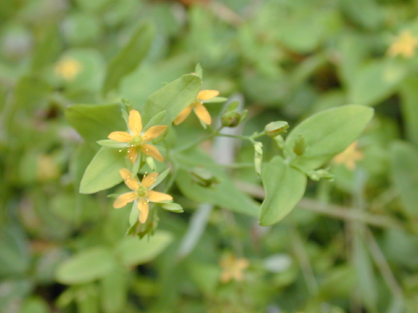 Dwarf St. John's wort (Hypericum mutilum) PictureThis