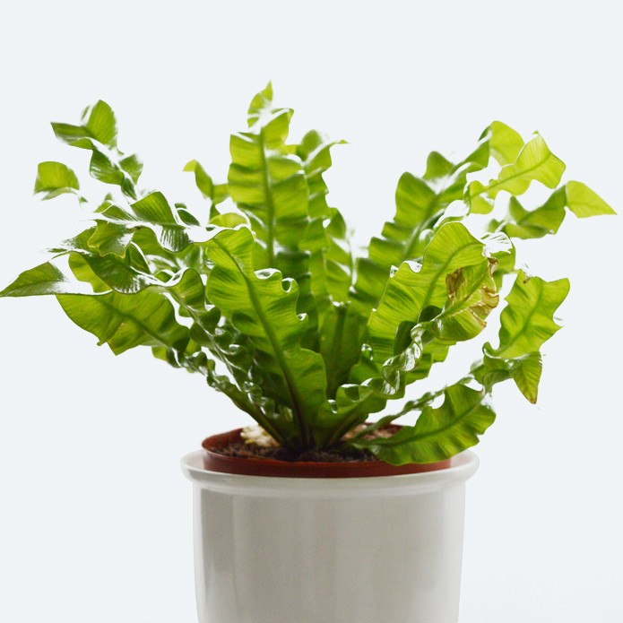 Asplenium Nidus Crispy Wave 花言葉 学名 よくある質問 Picturethis