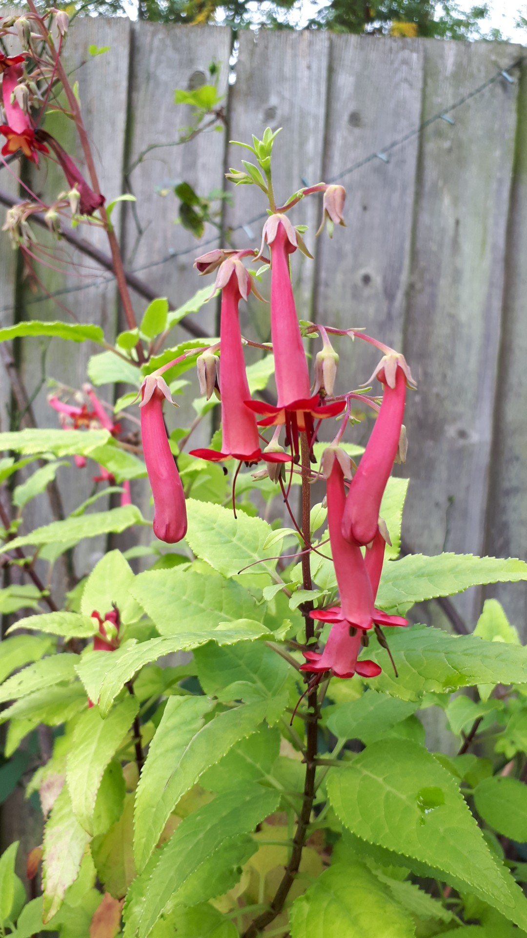 Phygelius capensis (Phygelius capensis) PictureThis