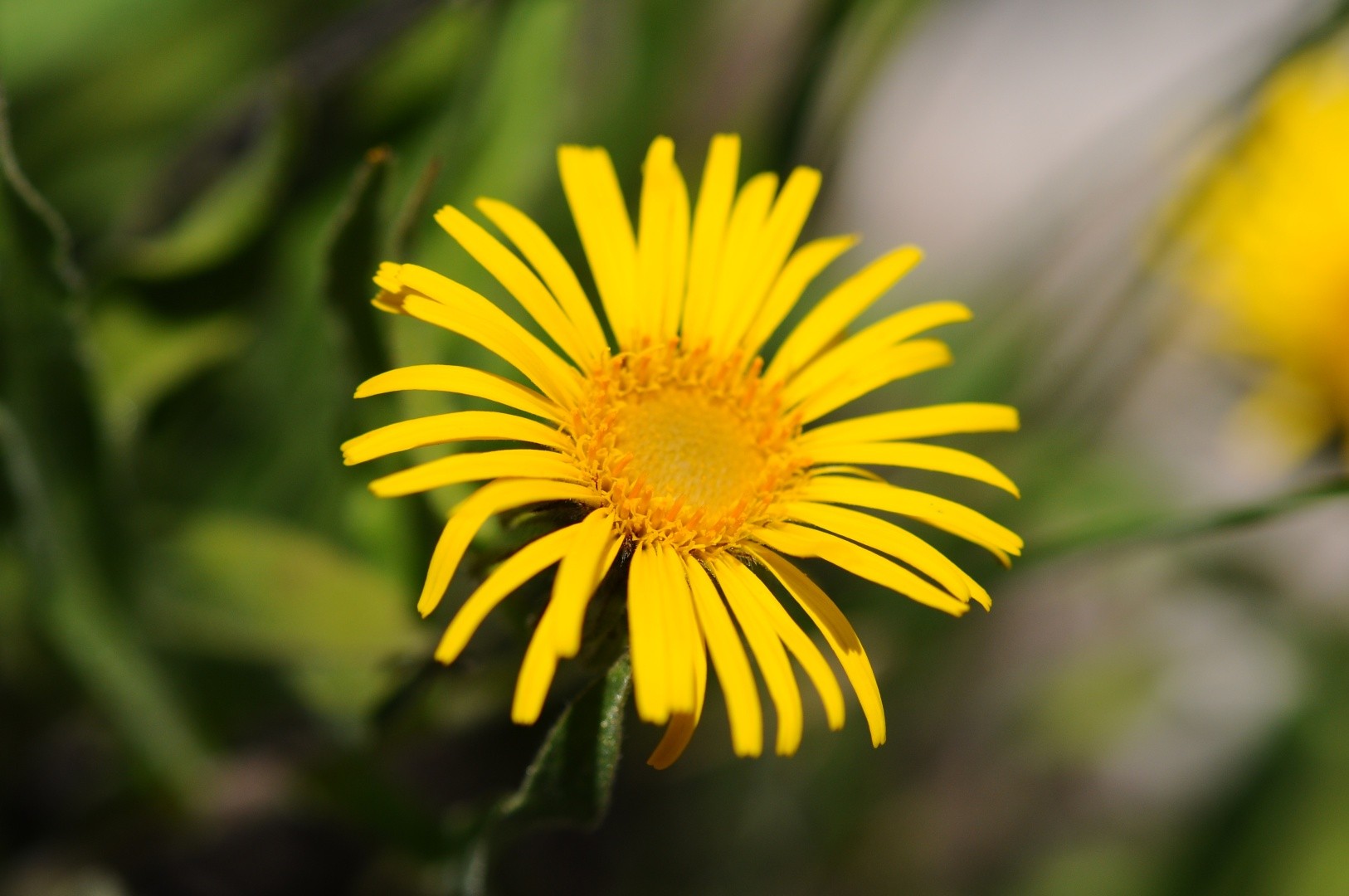 Pulicaria insignis (Pulicaria insignis) PictureThis