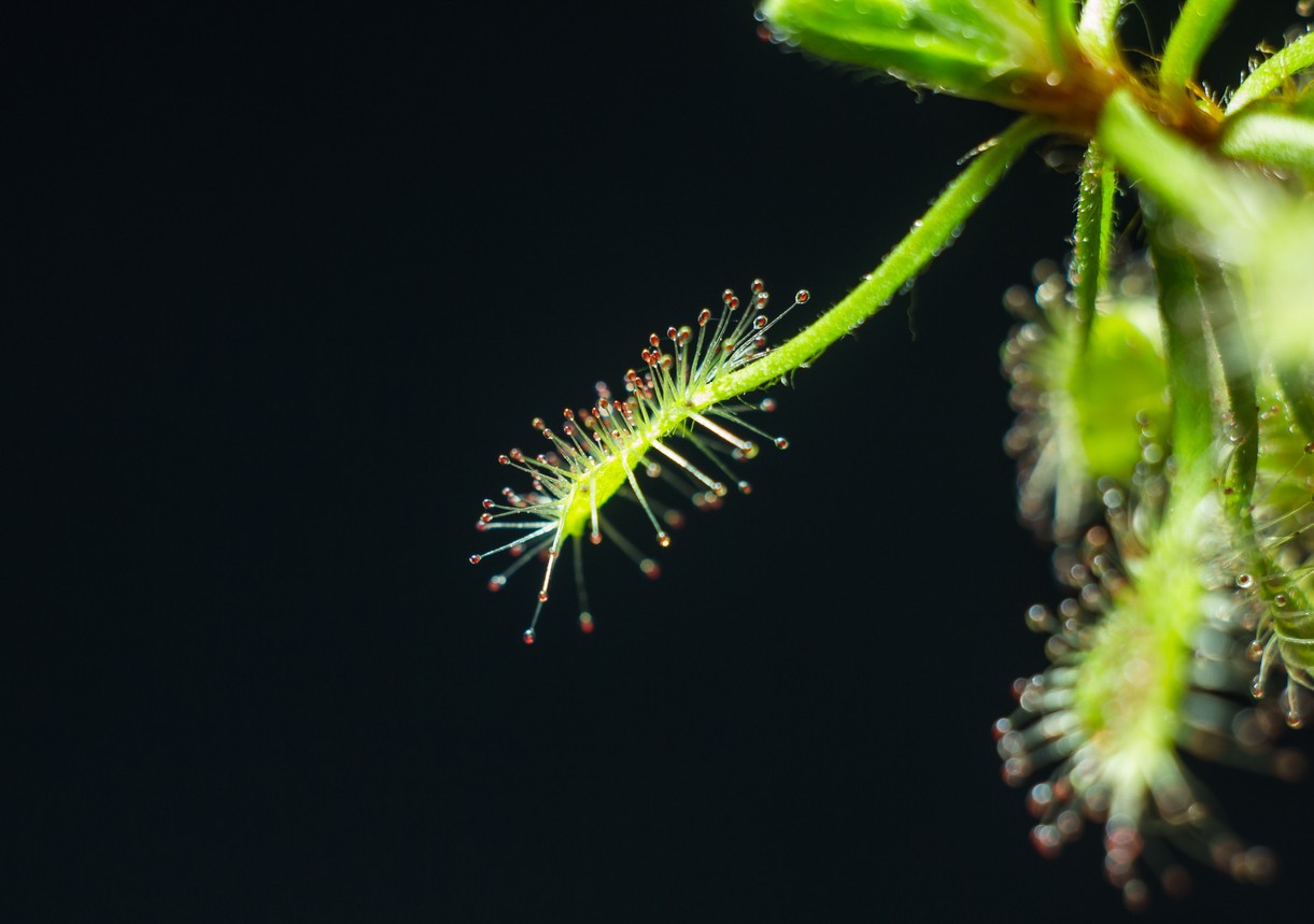 モウセンゴケ属 Drosera 花言葉 学名 よくある質問 Picturethis モウセンゴケ属 Drosera 花言葉 学名 よくある質問 Picturethis