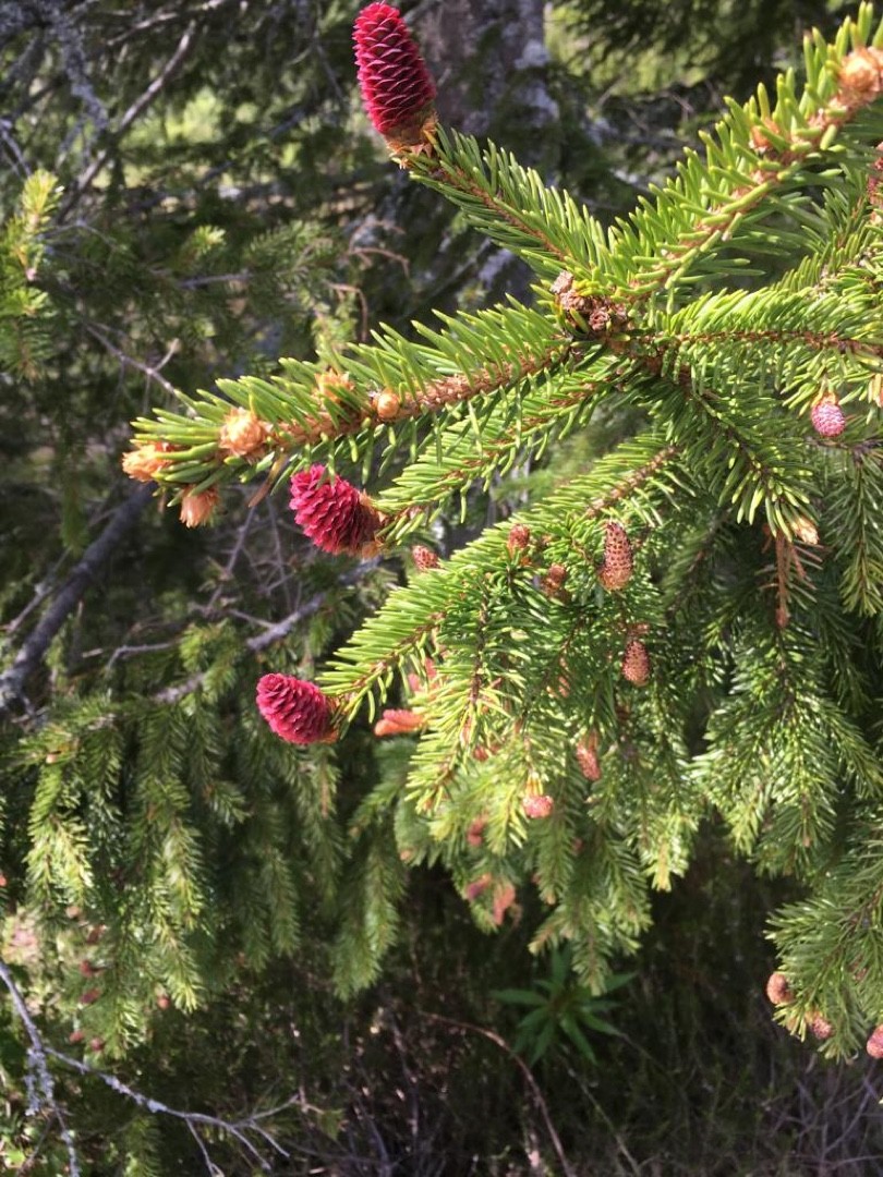 Picea PictureThis