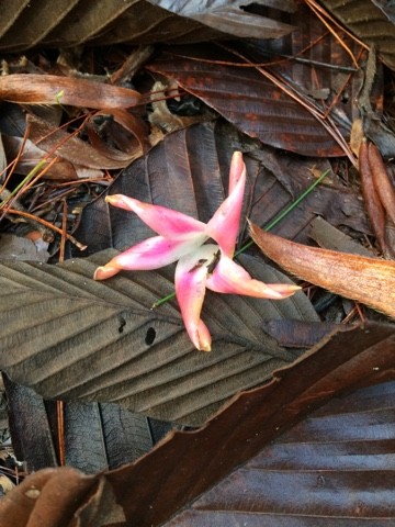 Dipterocarpus turbinatus PictureThis