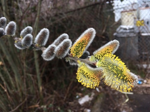 Salix Scouleriana 花言葉 学名 よくある質問 Picturethis