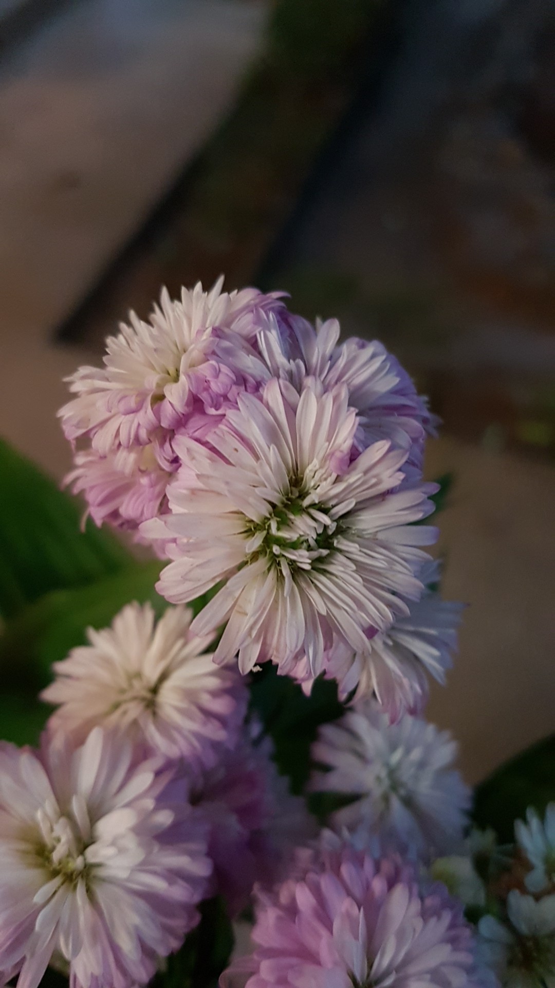 Lagenophora stipitata PictureThis